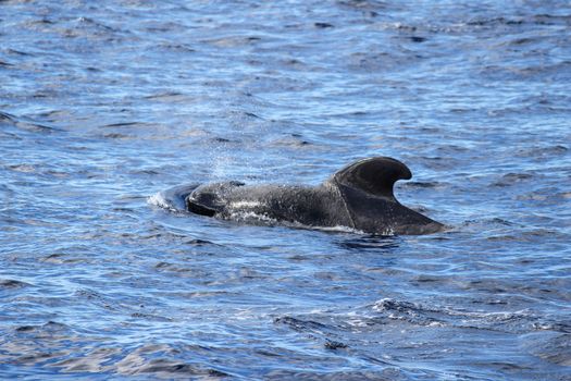 Pilot whales (Globicephala melas) in the atlantic ocean at canary island tenerife