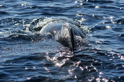 Pilot whales (Globicephala melas) in the atlantic ocean at canary island tenerife