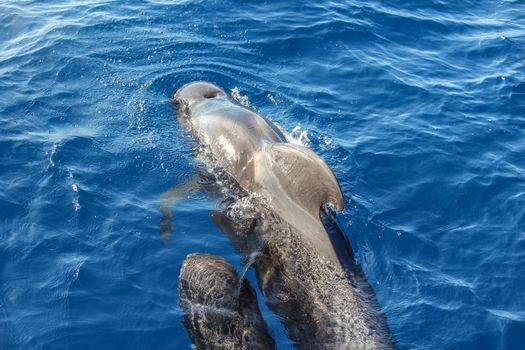 Pilot whales (Globicephala melas) in the atlantic ocean at canary island tenerife