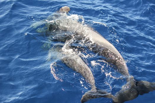 Pilot whales (Globicephala melas) in the atlantic ocean at canary island tenerife