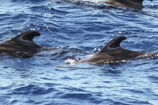 Pilot whales (Globicephala melas) in the atlantic ocean at canary island tenerife