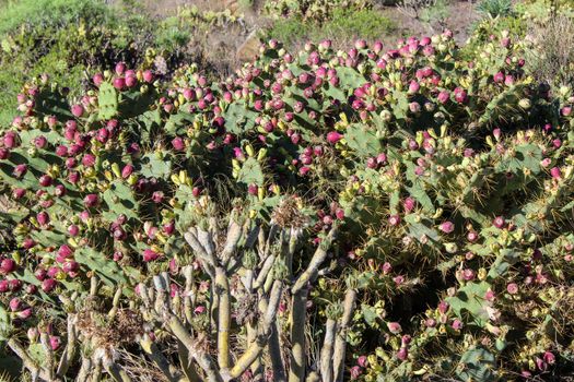 Prickly pear cactus with red fruits on Tenerife, Canary islands 