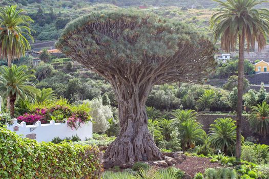 Drago Milenario (El Drago) in Icod de los Vinos on the canary island Tenerife