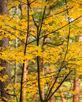 Maple with golden leaves in the autumn pine forest.