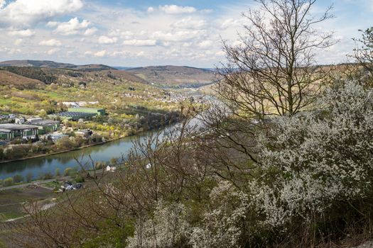 Panoramic view on the valley of the river Moselle and the city Bernkastel-Kues with white flowering shrub in the foreground