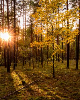 Maple with golden leaves in the autumn pine forest at sunset or sunrise. Sunbeams shining between tree trunks.