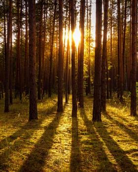 Sunset or sunrise in the autumn pine forest. Sunbeams shining between tree trunks.