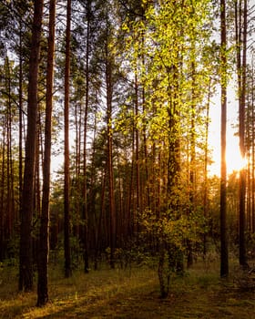 Birch with golden leaves in the autumn pine forest at sunset or sunrise. Sunbeams shining between tree trunks.