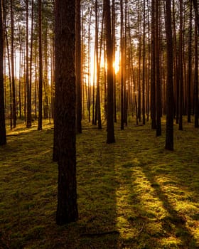 Sunset or sunrise in the autumn pine forest. Sunbeams shining between tree trunks.