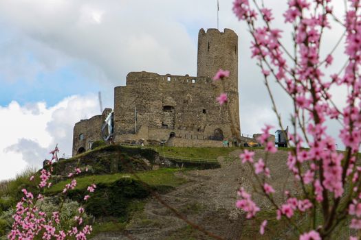 View at Landshut castle, the landmark of the city Bernkastel-Kues on river Moselle, Germany with shrub with pink flowers in the foreground