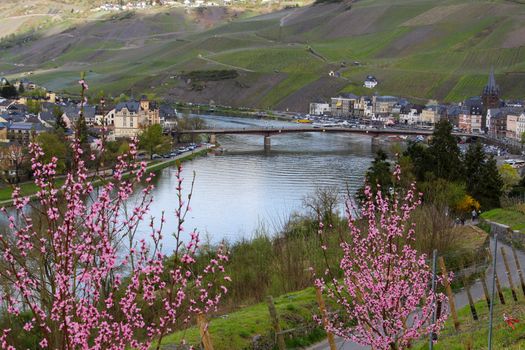 View at  the city Bernkastel-Kues on river Moselle, Germany with the Moselle bridge and shrub with pink flowers in the foreground