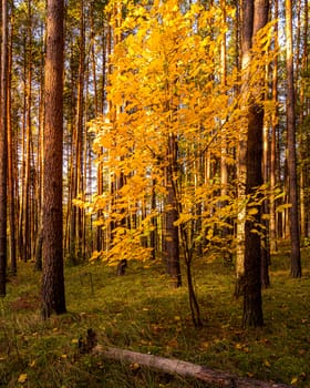 Maple with golden leaves in the autumn pine forest.