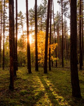 Maple with golden leaves in the autumn pine forest at sunset or sunrise. Sunbeams shining between tree trunks.