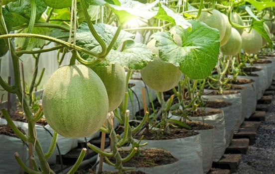 Young melons plants cantaloupe growing in greenhouse