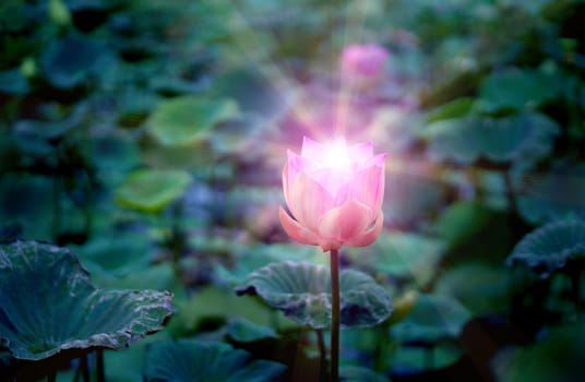 Pink lotus flower in the lotus pond for agriculture and lighting shine from lotus flower, religion concept.