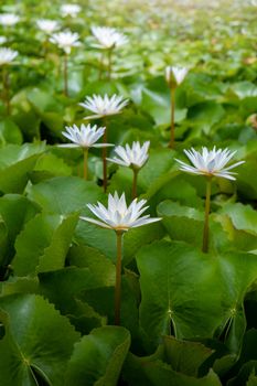 White lotus flowers in the lotus pond for agriculture