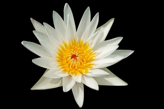 White lotus flower or water lily flower isolated on black background.