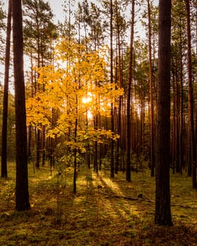 Maple with golden leaves in the autumn pine forest at sunset or sunrise. Sunbeams shining between tree trunks.