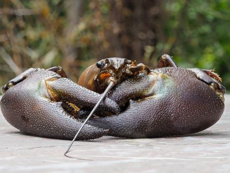 Signal crayfish, Pacifastacus leniusculus,  with large scissors