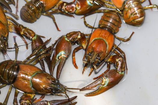 Several signal crayfish, Pacifastacus leniusculus,  in a water tank