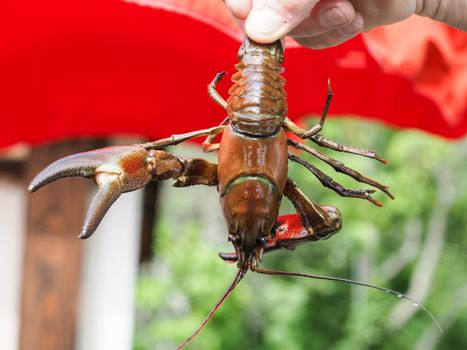 Signal crayfish, Pacifastacus leniusculus,  in a hand