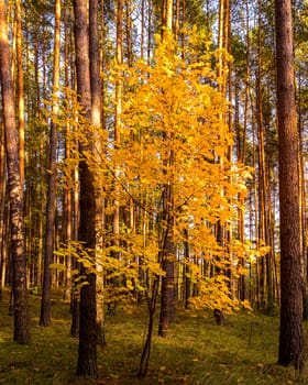 Maple with golden leaves in the autumn pine forest.