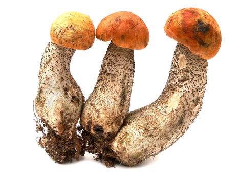 Red mushroom, three mushroom orange-cap boletus isolated on white background.