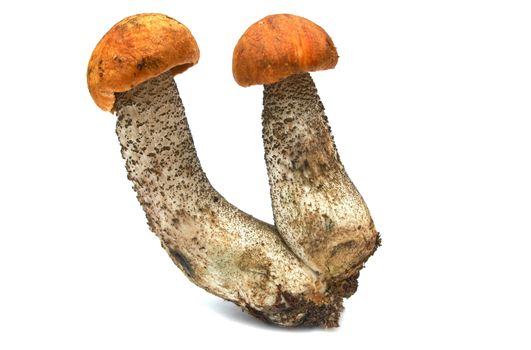 Red mushroom, two mushroom orange-cap boletus isolated on white background.