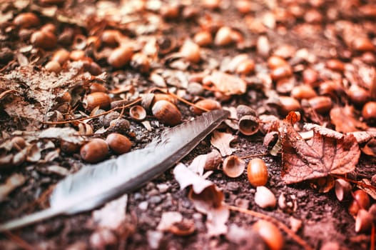 a white-gray feather of a bird lies on the ground among fallen acorns and leaves in autumn. Background from acorns on the earth lit by the rays of the sun.Selective focus.