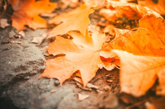 Maple leaves lie on the stone blocks in the park. The cold season of autumn. Time before halloween. The concept of the autumn period. Copy space.