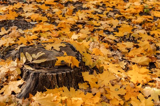 natural view of a stump and yellow maple leaves in the autumn forest. Wooden stump with autumn leaves and forest on a background of nature. Beautiful autumn scene, template for design. Copy space