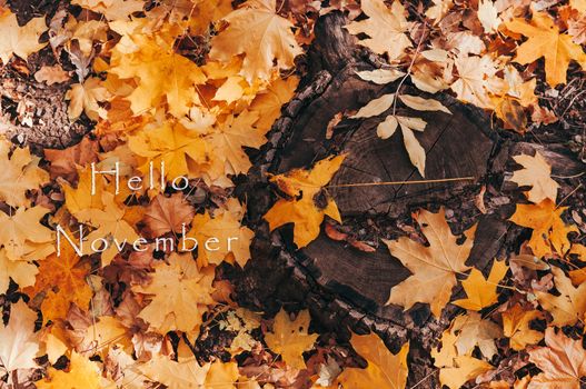 Hello November. A natural looking stump and yellow maple leaves in the autumn forest. Wooden stump with autumn leaves and forest on a background of nature. Template for design. Copy space