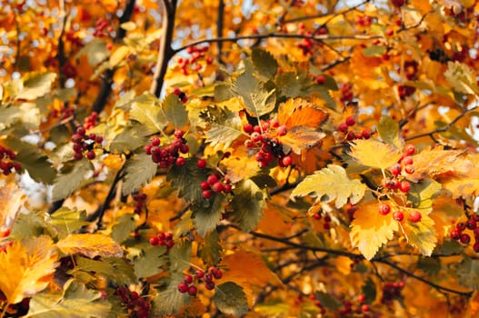 orange ripe bouquet of mountain ash with yellow leaves of mountain ash in the autumn season. autumn colorful red rowan branch. rich harbest in the fall season. Template for design. Copy space