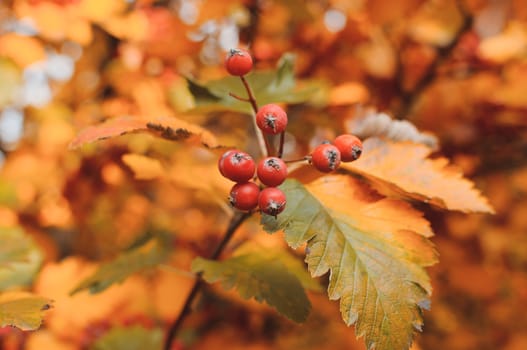 orange ripe bouquet of mountain ash with yellow leaves of mountain ash in the autumn season. autumn colorful red rowan branch. rich harbest in the fall season. Template for design. Copy space