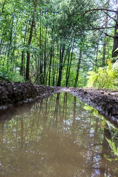 Water in traces of tires on the forest road. Forest in summer. Forests of Bosnia and Herzegovina.