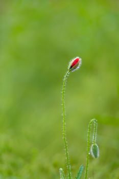 Blooming poppy field. Red poppy flower close up.