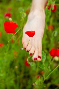 A girl runs barefoot across a poppy field. Red blooming poppy flowers and bare feet close-up.