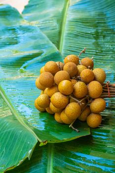 A bunch of longan branches on a background of green banana leaf. Vitamins, fruits, healthy foods.