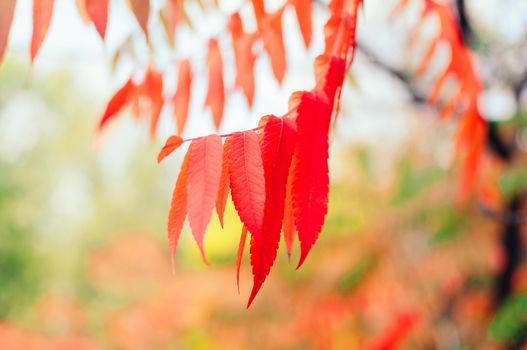 beautiful autumn leaves of red color close-up. Autumn landscape background. Autumn abstract background with red leaves. Autumn nature forest background for design. Copy space.