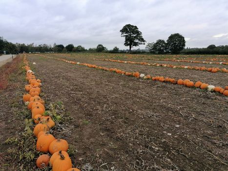 rows of pumpkins growing in a field. ready for halloween
