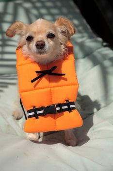 Cute Chihuahua dog in a Halloween costume nautical orange life vest in Florida.