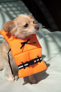 Cute Chihuahua dog in a Halloween costume nautical orange life vest in Florida.