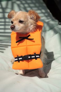 Cute Chihuahua dog in a Halloween costume nautical orange life vest in Florida.