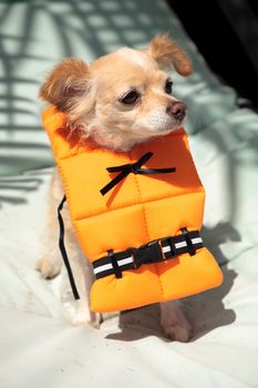 Cute Chihuahua dog in a Halloween costume nautical orange life vest in Florida.