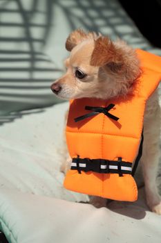 Cute Chihuahua dog in a Halloween costume nautical orange life vest in Florida.