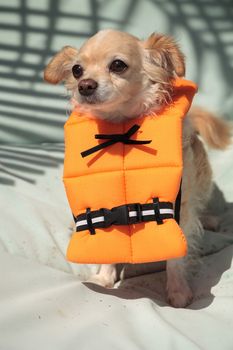 Cute Chihuahua dog in a Halloween costume nautical orange life vest in Florida.