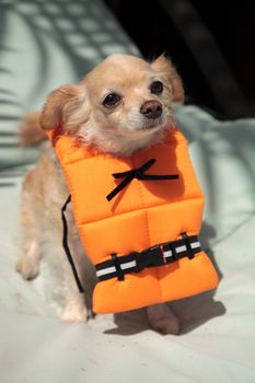 Cute Chihuahua dog in a Halloween costume nautical orange life vest in Florida.