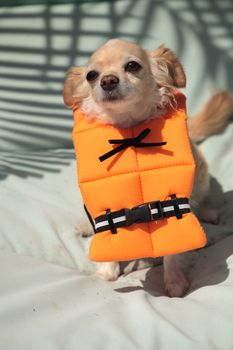 Cute Chihuahua dog in a Halloween costume nautical orange life vest in Florida.