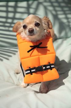 Cute Chihuahua dog in a Halloween costume nautical orange life vest in Florida.