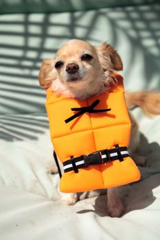 Cute Chihuahua dog in a Halloween costume nautical orange life vest in Florida.